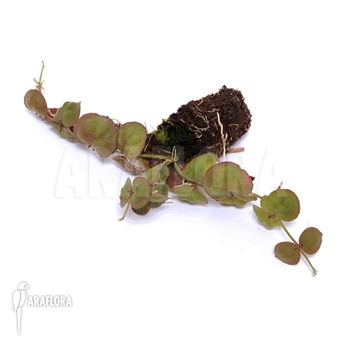 Dischidia astephana plant