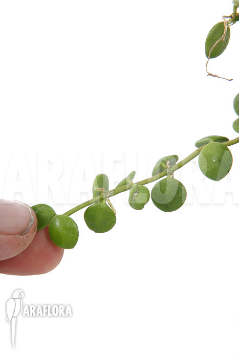 Dischidia nummularia ‘Button’