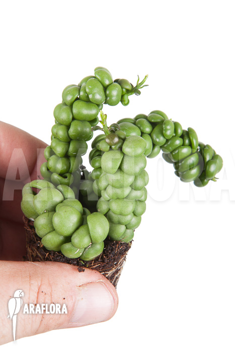 Dischidia nummularifolia “Dragon Jade” ‘Starter’