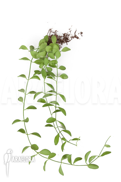 Dischidia oiantha ‘M’