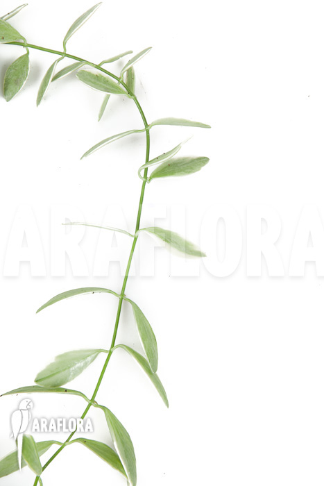 Dischidia oiantha Variegata ‘M’