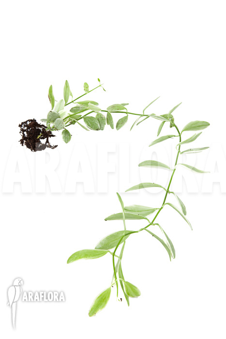 Dischidia oiantha Variegata ‘M’