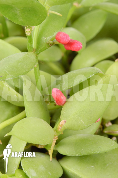 Dischidia pectinoides ‘Type B’