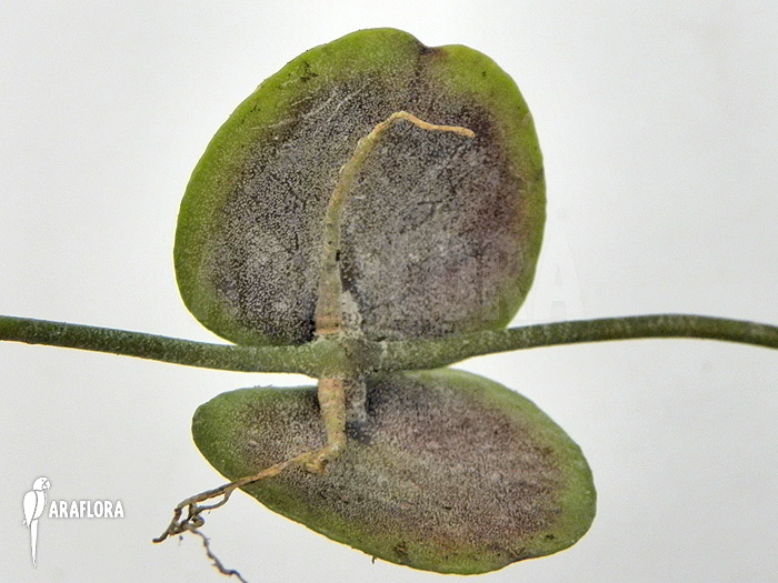 Dischidia platyphylla