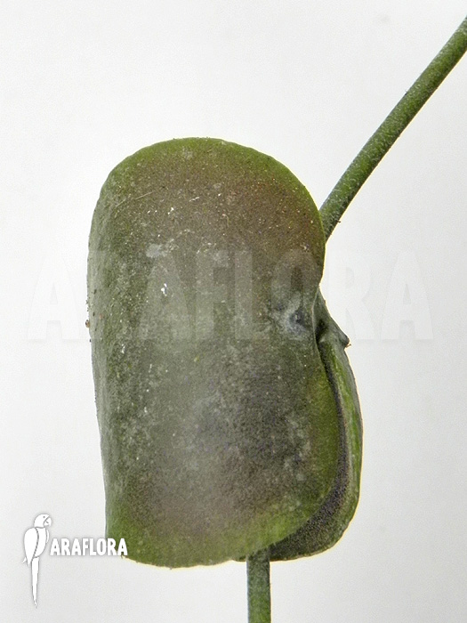 Dischidia platyphylla