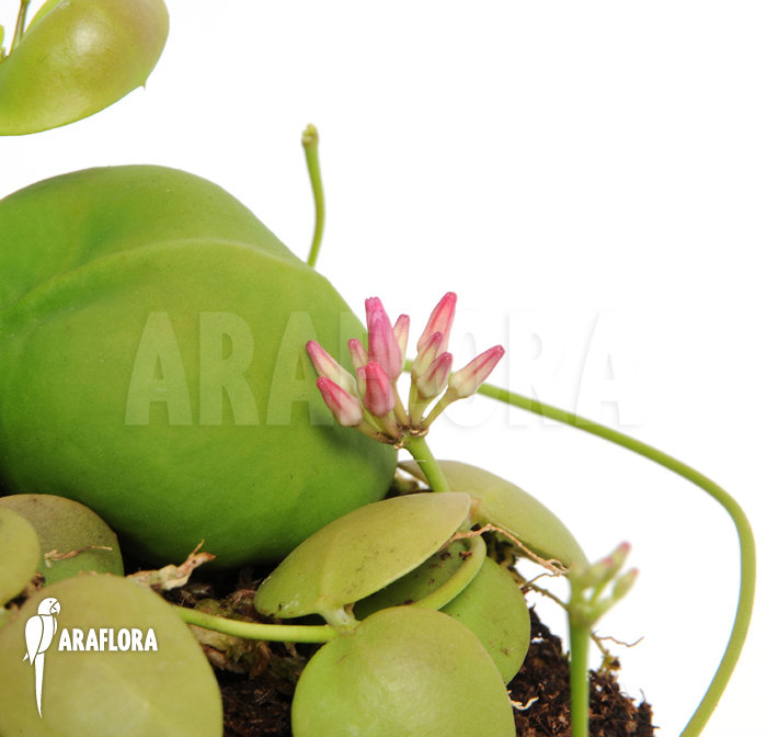 Dischidia species Thailand