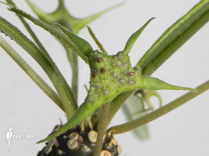 Dorstenia lancifolia