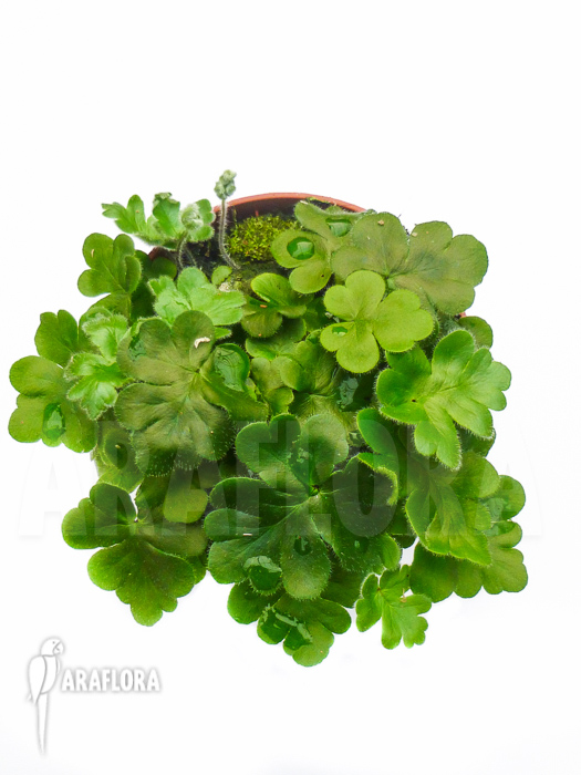 Doryopteris cordata ‘Antenna fern’