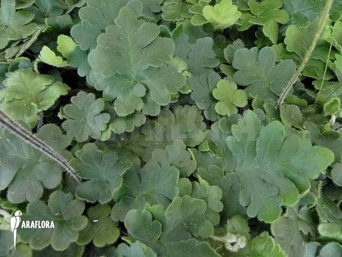 Doryopteris cordata ‘Antenna fern’
