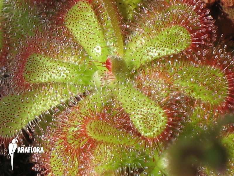 Drosera aliciae