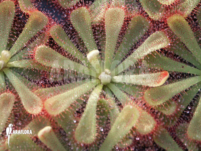 Drosera aliciae