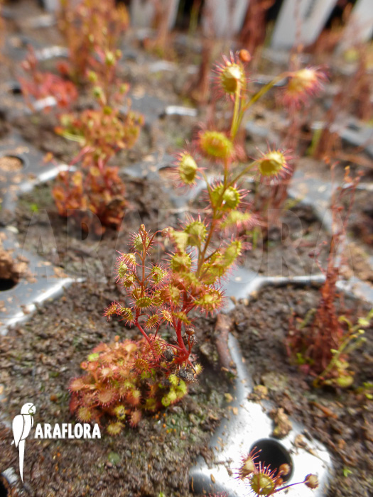 Drosera basifolia