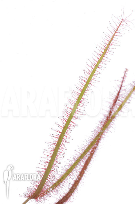 Drosera binata