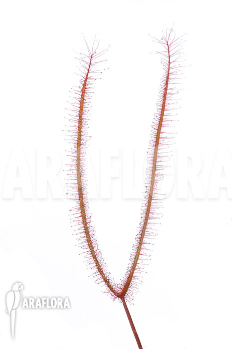 Drosera binata