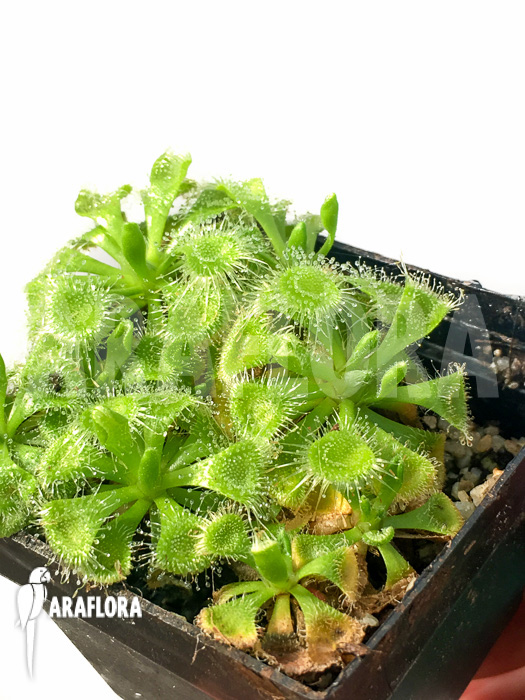 Drosera burmannii (adult plant)