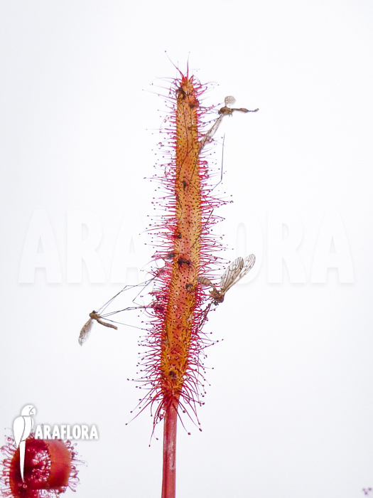 Drosera capensis ‘Red’