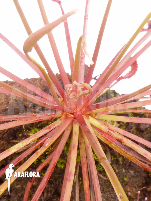 Drosera capensis ‘Red’