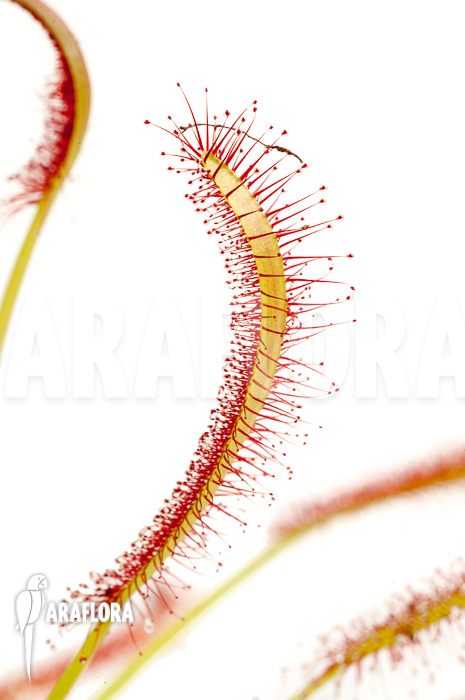 Drosera capensis ‘Red’