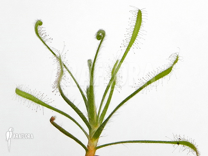 Drosera chrysolepsis