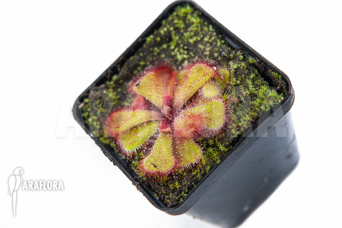 Drosera cuneifolia ‘S’