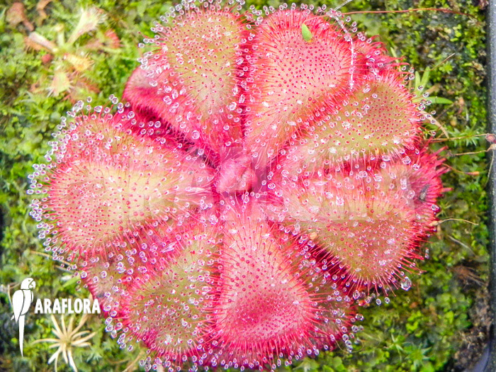 Drosera cuneifolia ‘S’