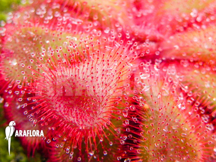 Drosera cuneifolia ‘S’