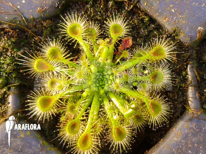 Drosera ericksoniae