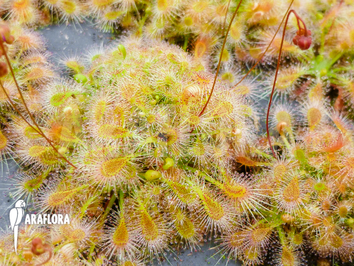 Drosera ericksoniae