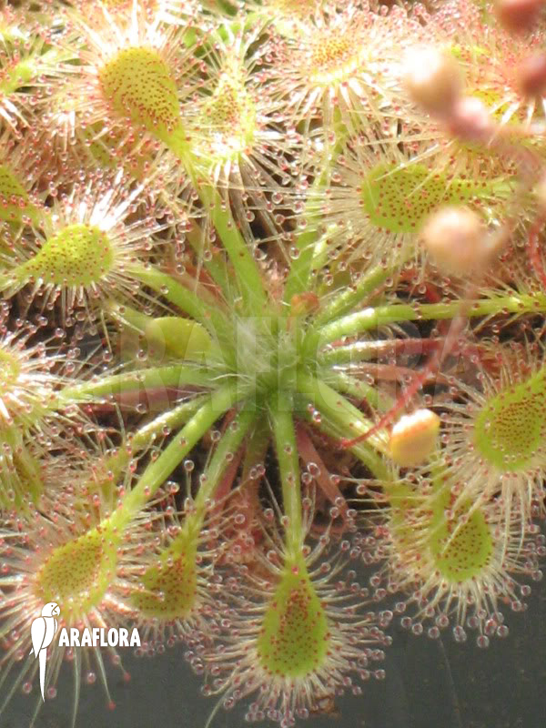 Drosera ericksoniae
