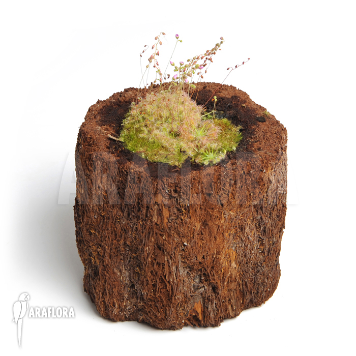 Drosera ericksoniae x ‘Pulchella’