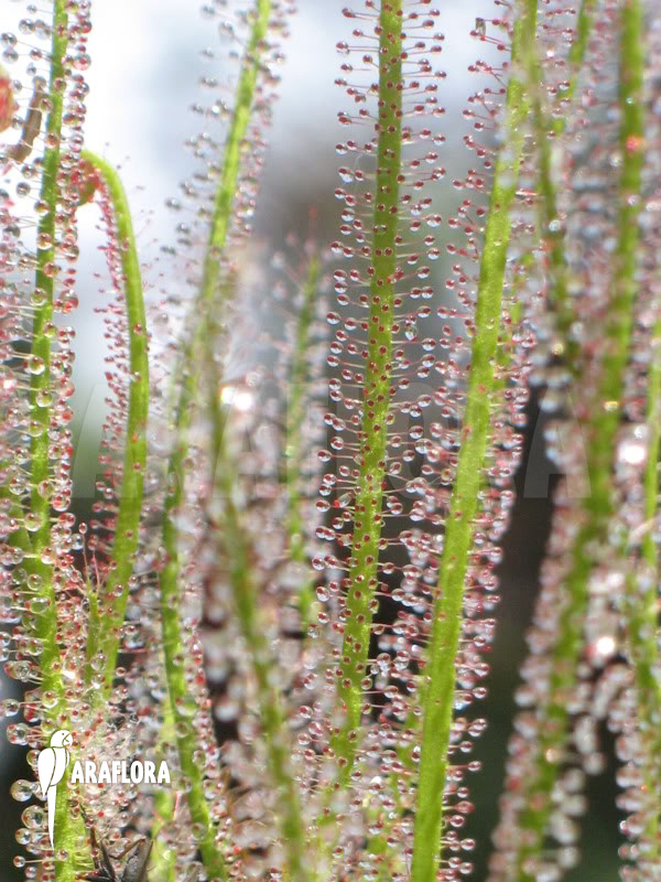 Drosera filiformis ssp filiformis