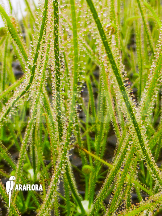 Drosera filiformis ssp filiformis