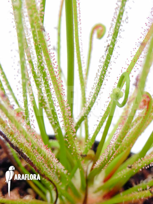 Drosera filiformis ssp filiformis