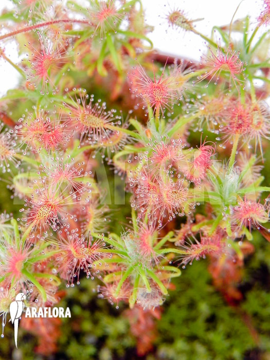 Drosera gibsonii
