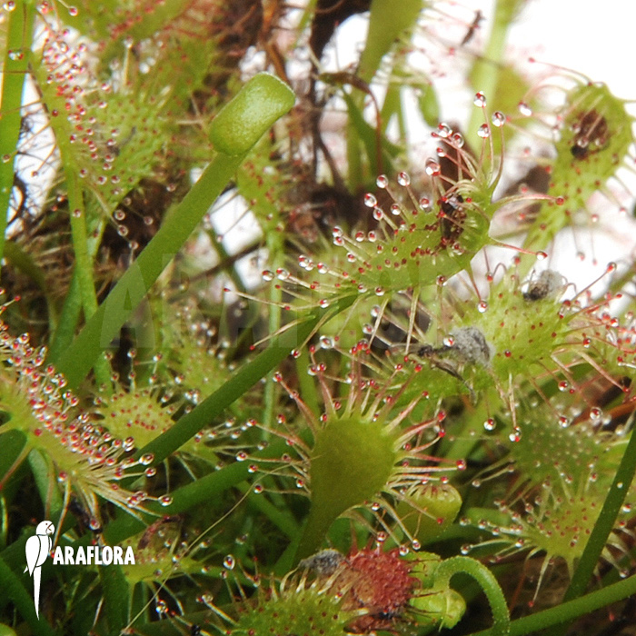 Drosera intermedia