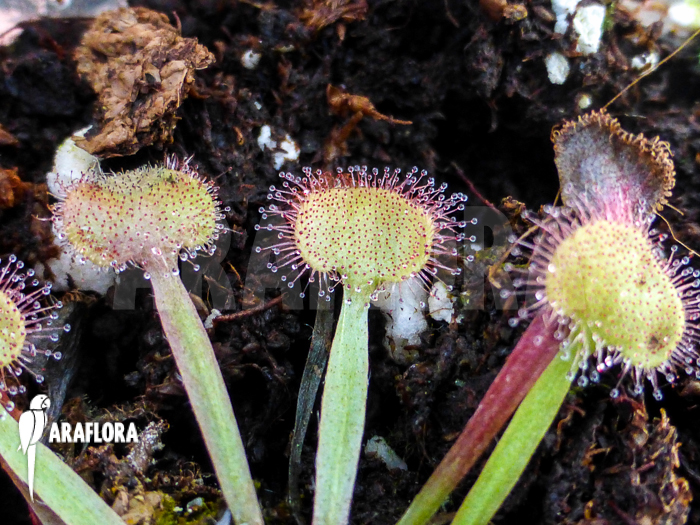 Drosera kenneallyi