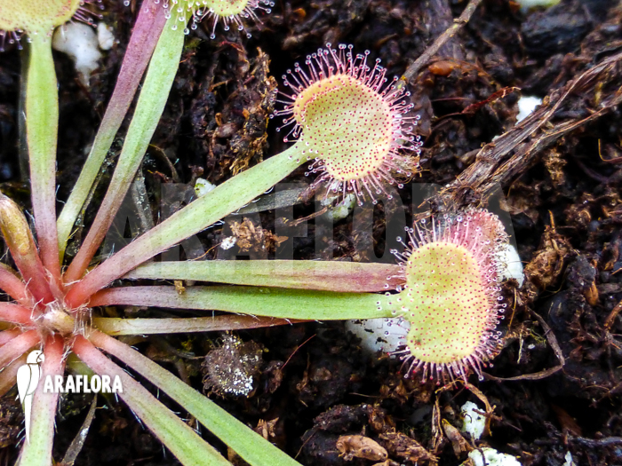 Drosera kenneallyi
