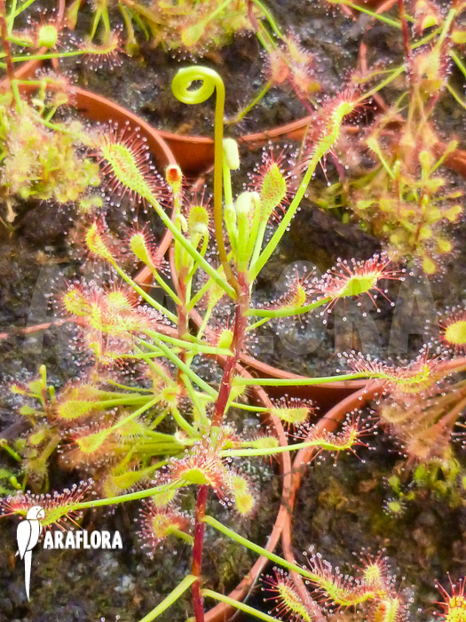 Drosera madagascariensis