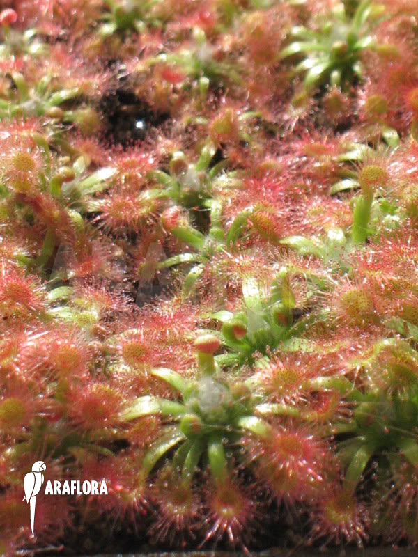 Drosera mannii