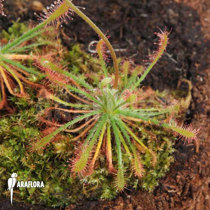 Drosera neocaledonica