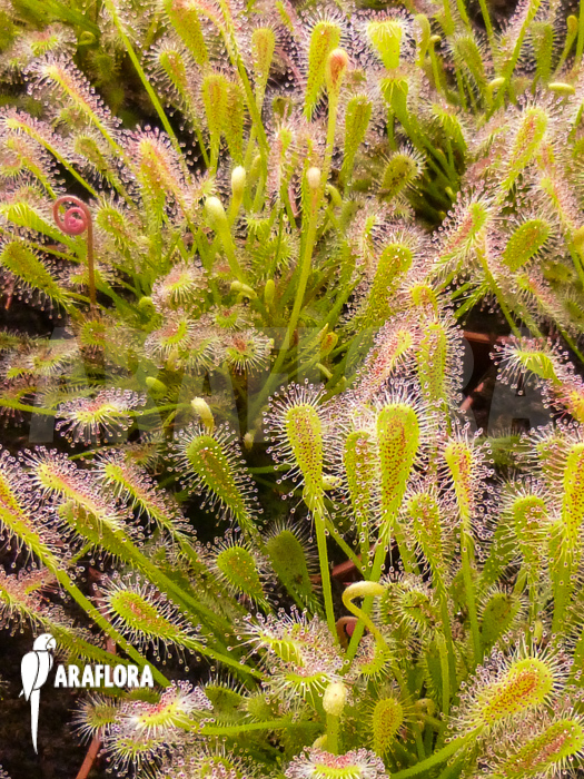 Drosera nidiformis