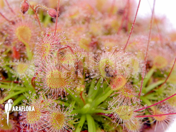 Drosera omissa