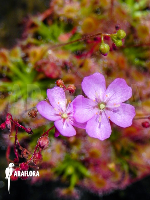 Drosera omissa ‘Flower’