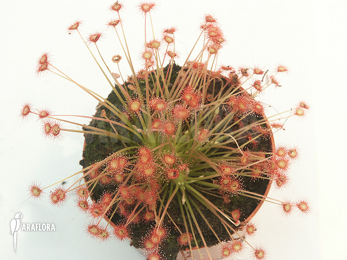 Drosera paradoxa