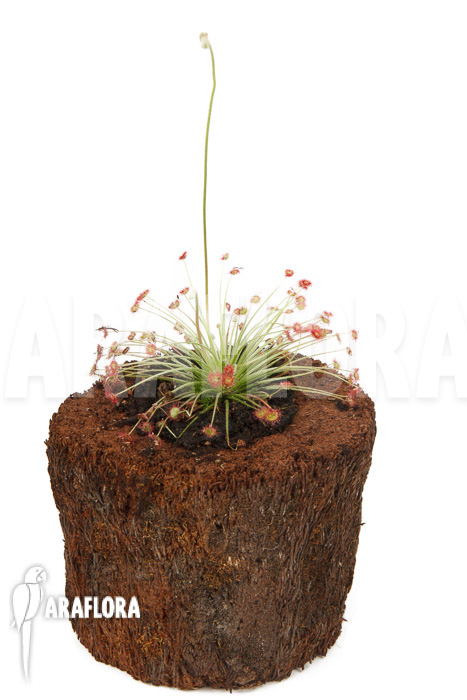 Drosera paradoxa ‘S’