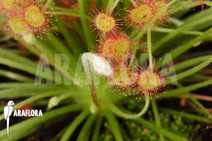 Drosera paradoxa ‘S’