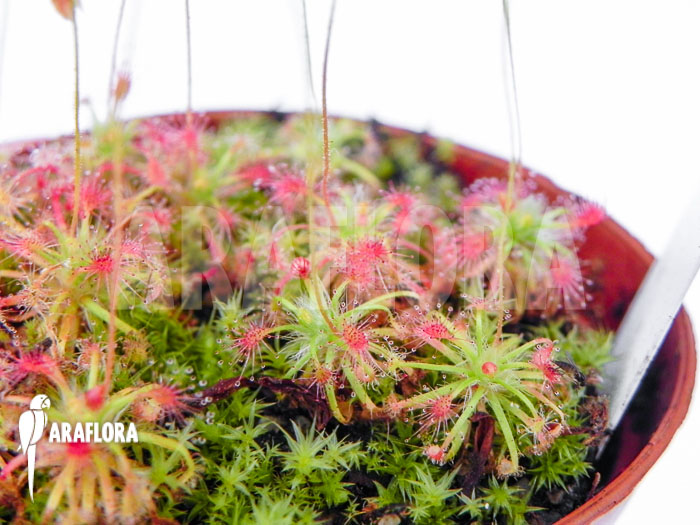 Drosera patens