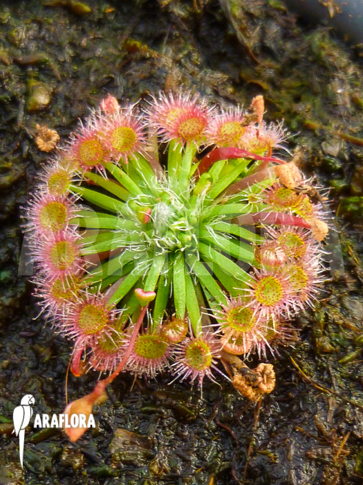 Drosera pygmaea