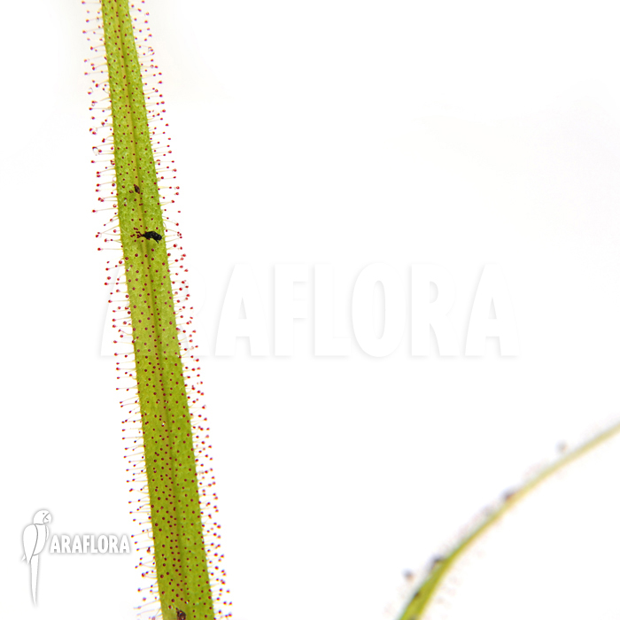 Drosera regia