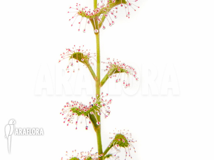 Drosera rupicola red